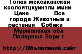 Голая мексиканская ксолоитцкуинтли мини › Цена ­ 20 000 - Все города Животные и растения » Собаки   . Мурманская обл.,Полярные Зори г.